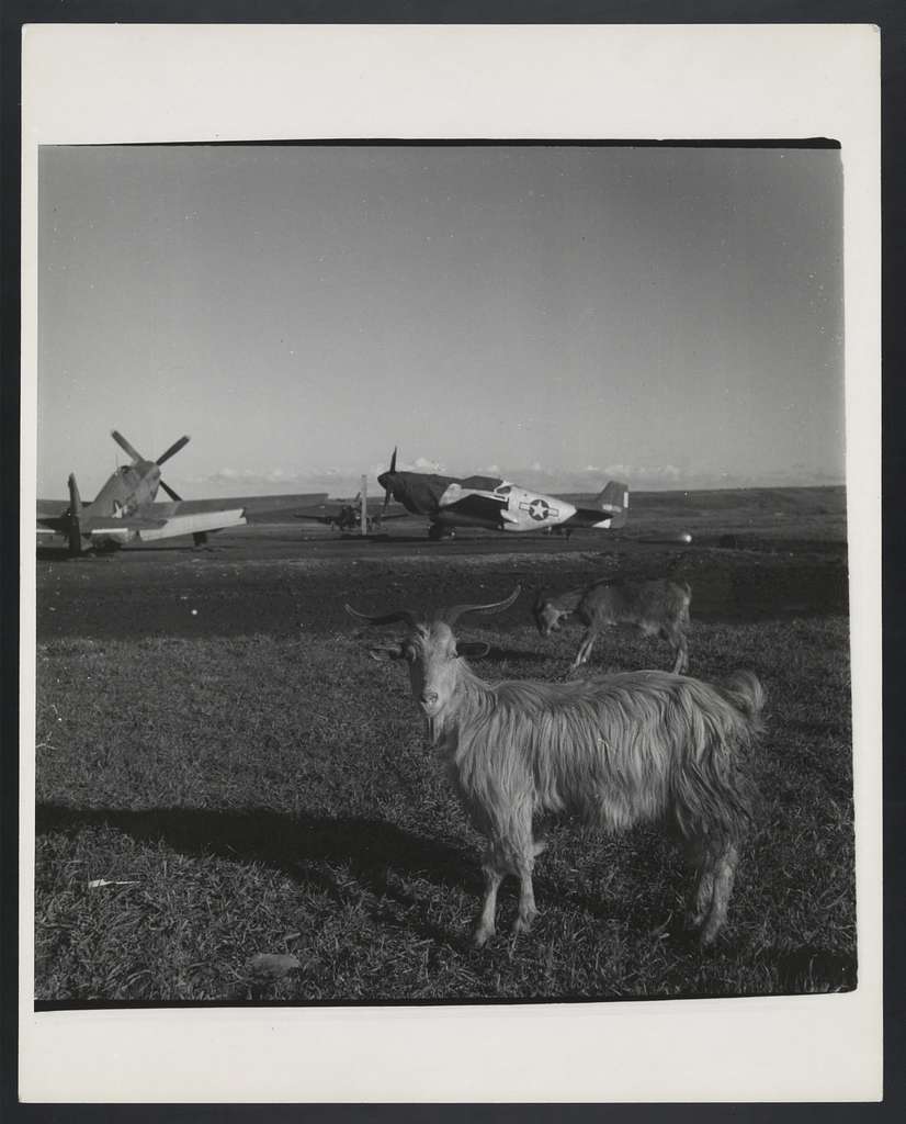 Goats on Runway, 1945